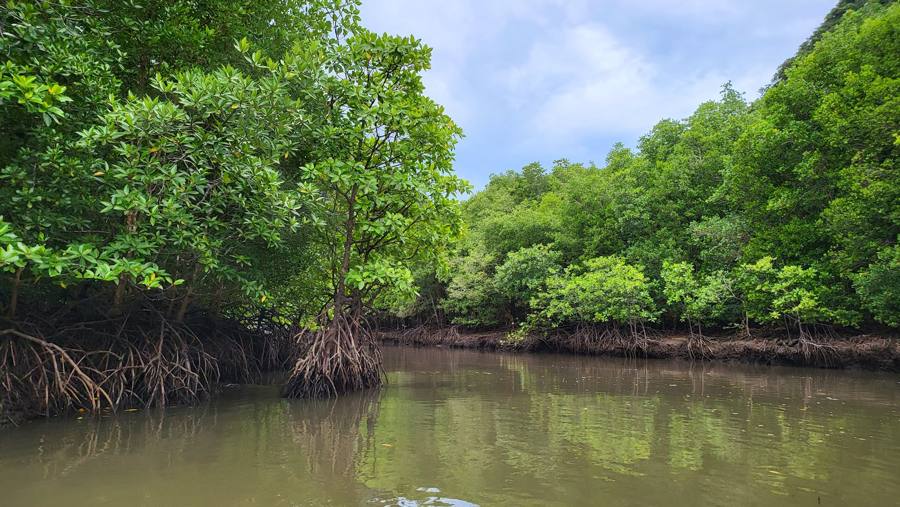 Mangrove roots