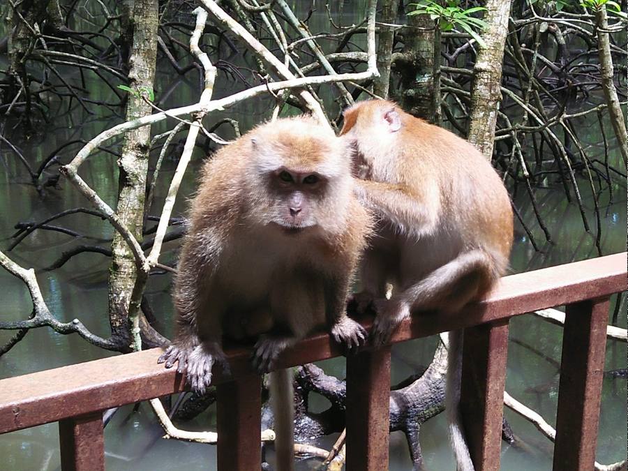 Macaques