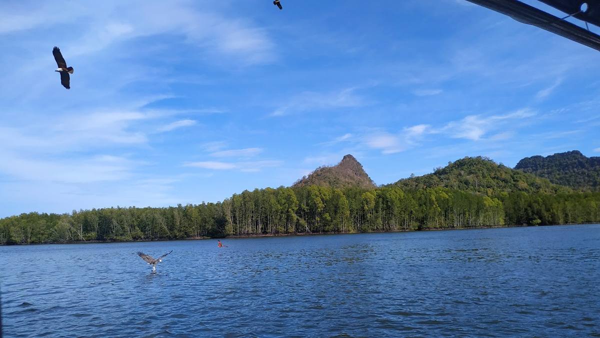 Eagles over the water